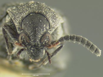 Media type: image;   Entomology 35374 Aspect: head frontal view